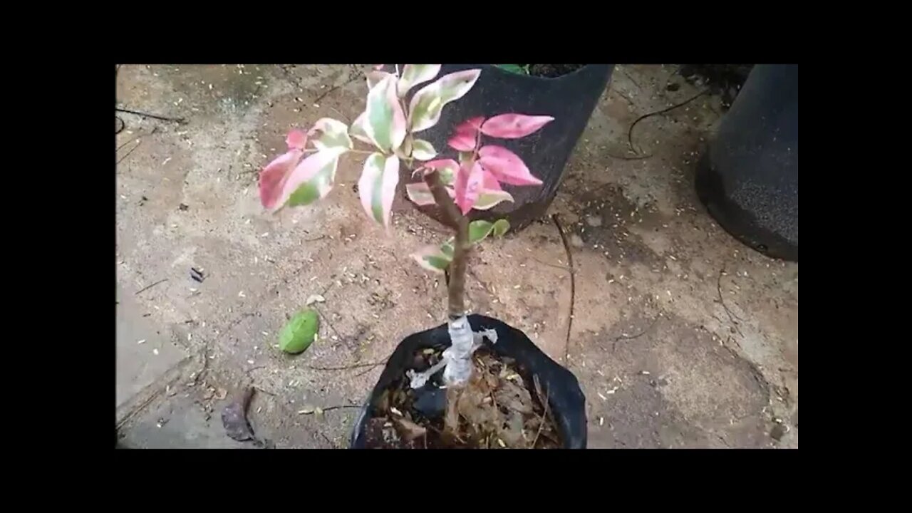 frutíferas produzindo em vasos e dica de cuidado com o enxerto da Sabará variegata