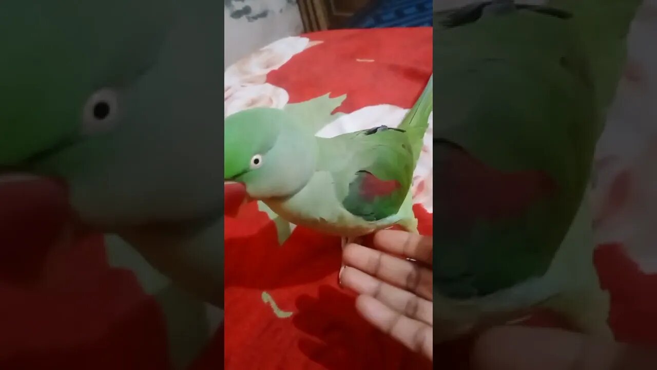 Lovely parrot