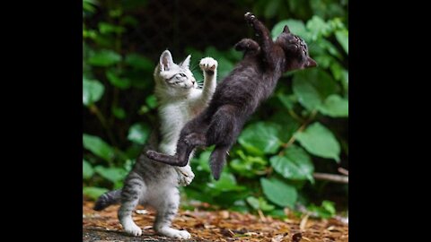 Cute Kittens Wrestling 😺