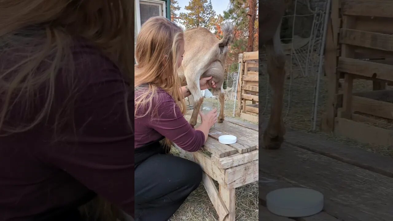 #goats #goatmilk #dairy #farmgirl #farmchores #farm #homestead #homesteadlife #homesteading