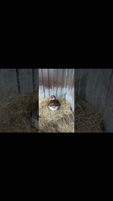 Ezra's girl is sitting on eggs