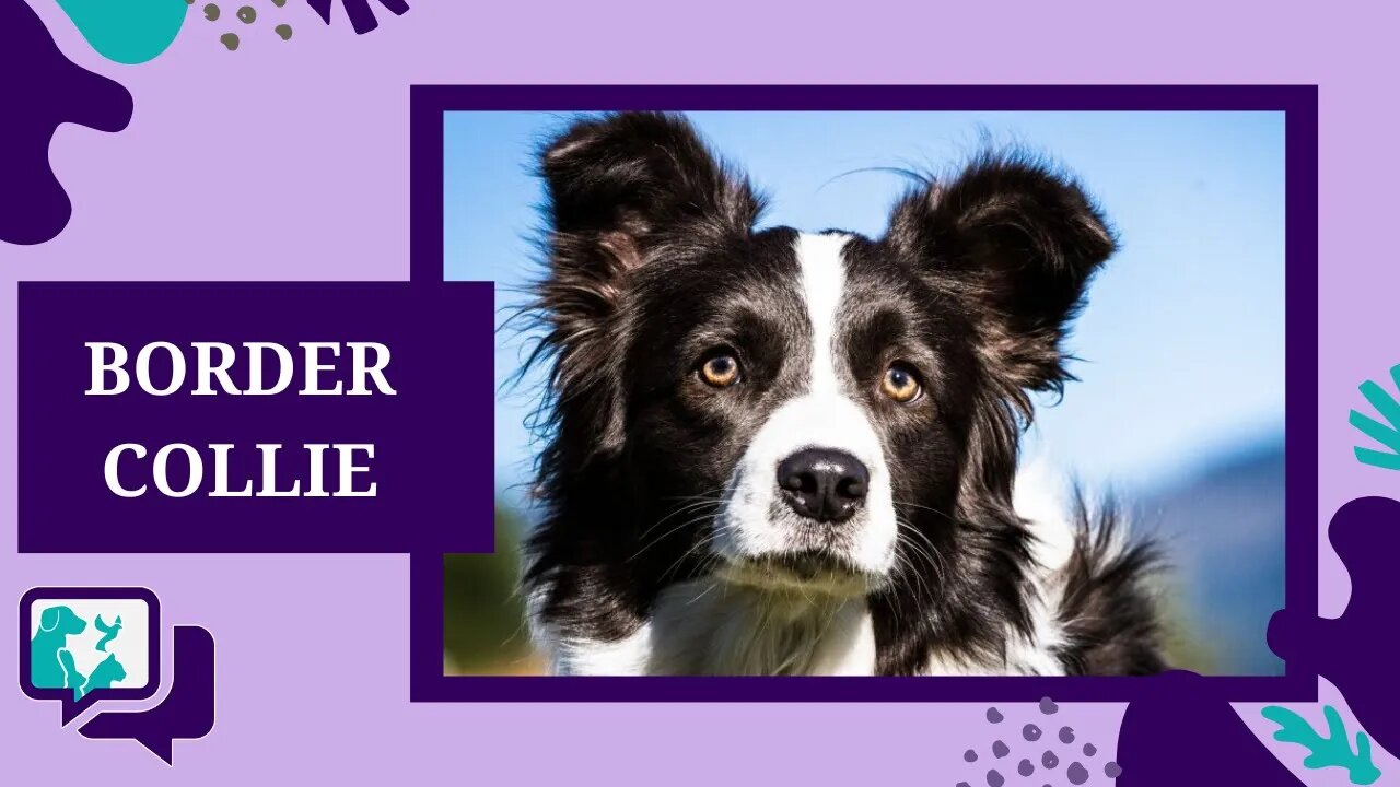 BORDER COLLIE: TUDO SOBRE A RAÇA