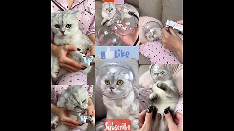 Learn How to Safely Trim Your Cat's Nails with Our Step-by-Step Video Guide!