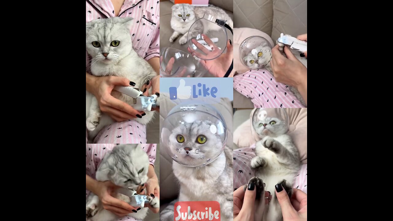 Learn How to Safely Trim Your Cat's Nails with Our Step-by-Step Video Guide!