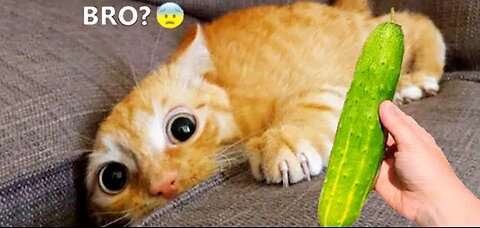 Funniest Animals 2023🤣🤣 Best cats and Dogs Videos 🐶😸 Part 1