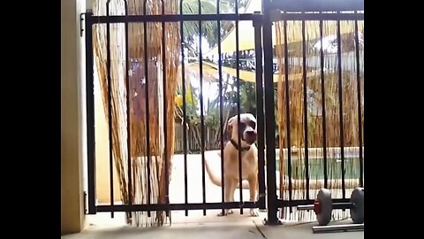 Funny cats and dog video funniest animals ever