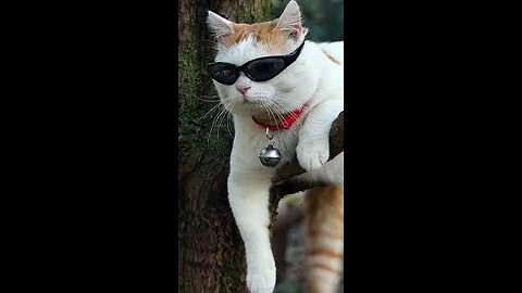 Funniest Cats and Dogs 🐶🐱 | Funny Animal Videos