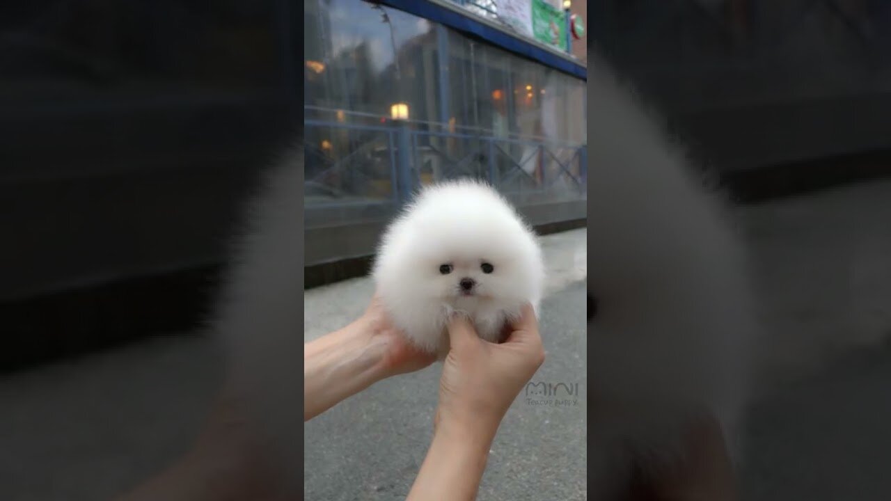 Cute white miniteacup Pomeranian puppy video.😘💖