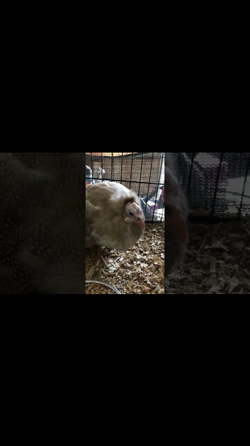 Red eyed cinnamon guinea fowl is dying 😢