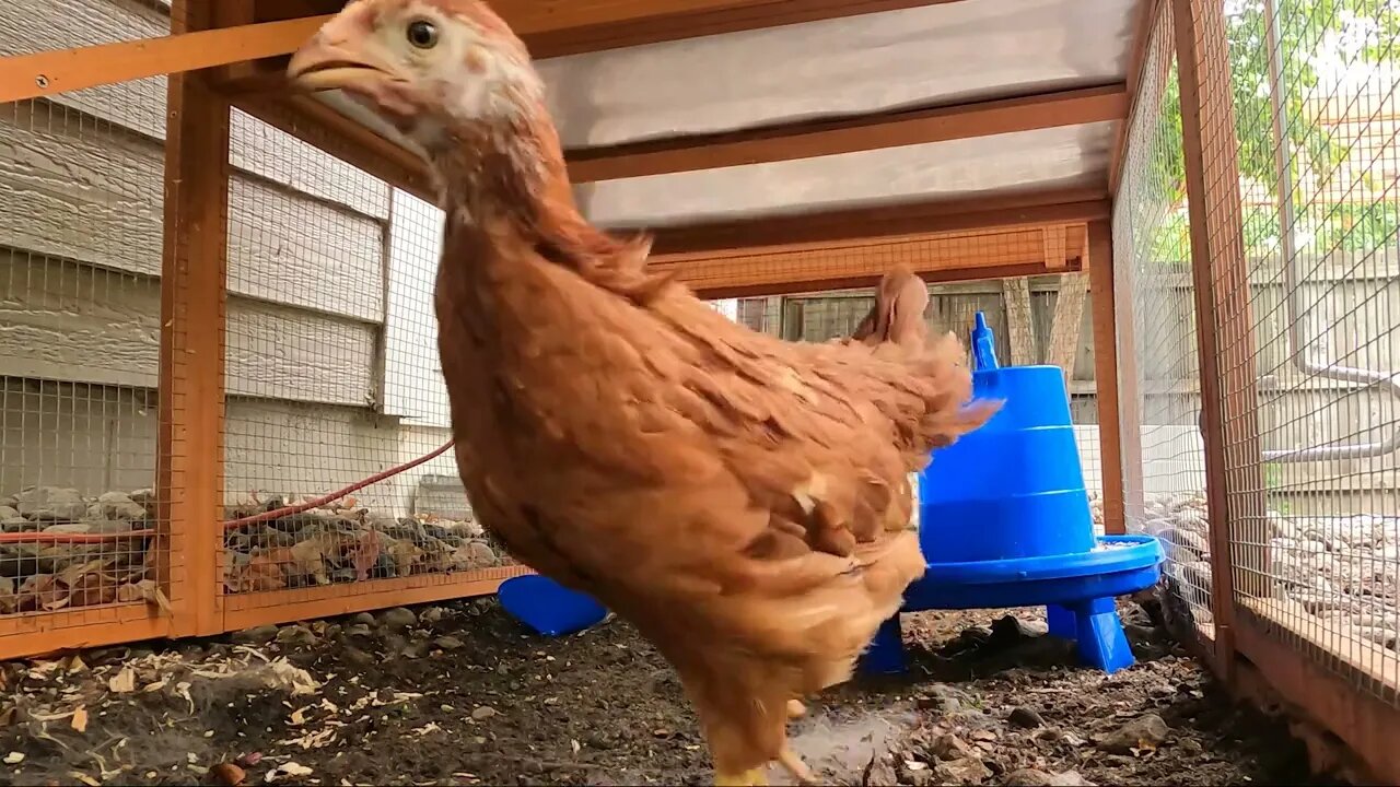 My Backyard Chickens - Episode 20