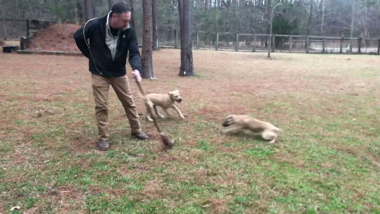 Male pup (long ears) off ASC's Justice x ASC's Ebony at 3 1/2 months