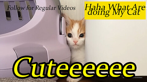 "Feline Follies: The Ultimate Cat Comedy Compilation"