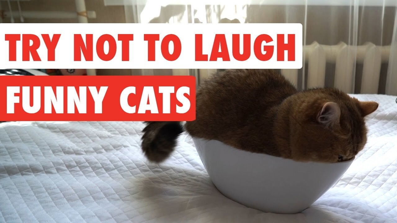 Aww Cute Cats Videos #catmeow Funny Animals Compilation😹 Try Not To Laugh Challenge