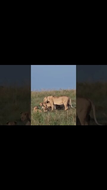 Maasai Mara Sightings Today 05/02/22 (Lions, Cheetah, etc) | Zebra Plains | #shorts