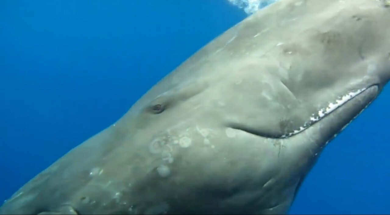 Eye to Eye with a Sperm Whale