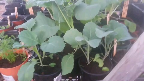 Wild Urban Gardens 2021 - Community Garden Greenhouse Visit - Veggies Getting Big!