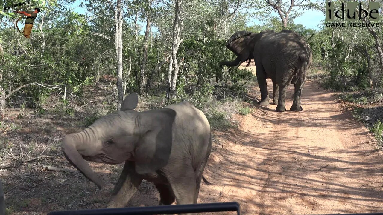 Elephant Calf Tries To Scare Vehicle