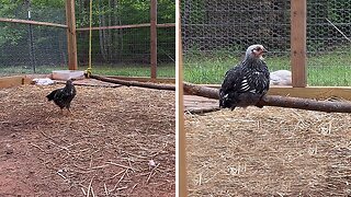 This chicken shows us the meaning of happiness