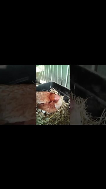 Good afternoon Forest 21 St August 2022