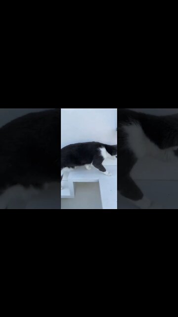 cat beautiful house 🏡🏡🏠🏠🏡 #short