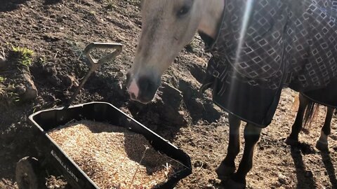 CAUTION about adlib feeding horses. Introducing massive amounts of feed to horses can cause colic