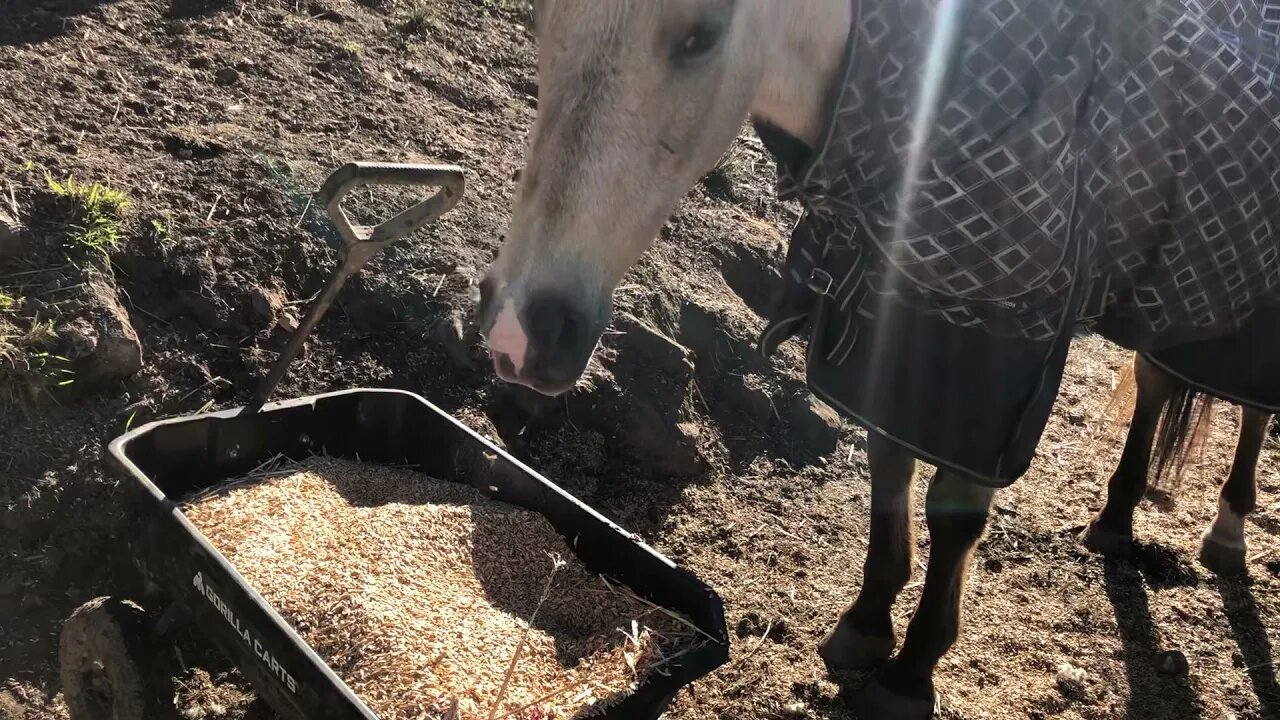 CAUTION about adlib feeding horses. Introducing massive amounts of feed to horses can cause colic