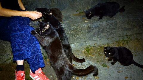 Hungry Night Panthers - Feeding Stray Cats