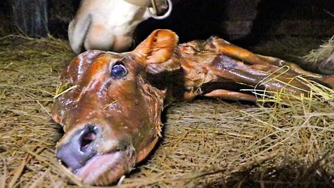 Our milk cow giving birth. WOAH.