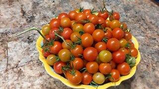 LITTLE LADY'S FLOWER BED VEGETABLE GARDEN