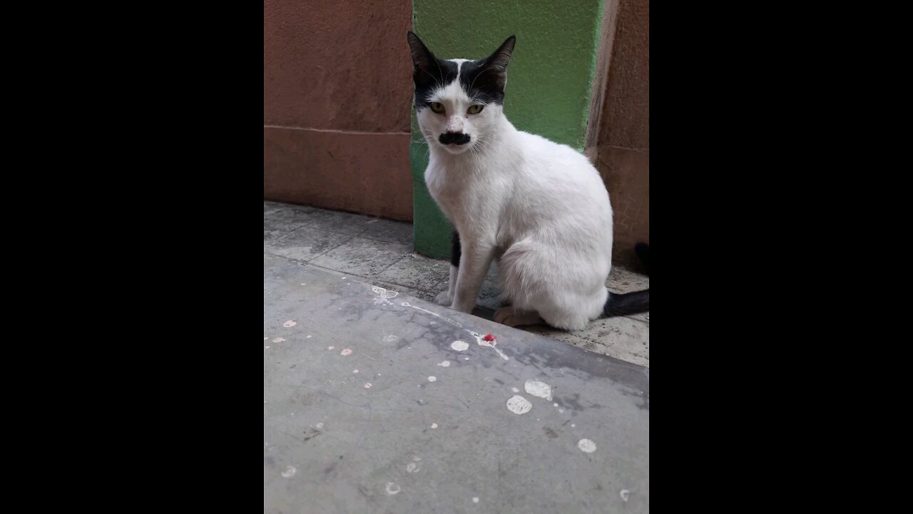 Cat With Moustache