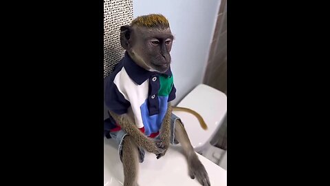 Have you ever seen such a unique monkey? #shorts