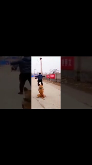 Dog Doing Exercise😉 #Bantasticfun #ytshorts #dogexercise #funny #Comedy #gags #entertainment #viral