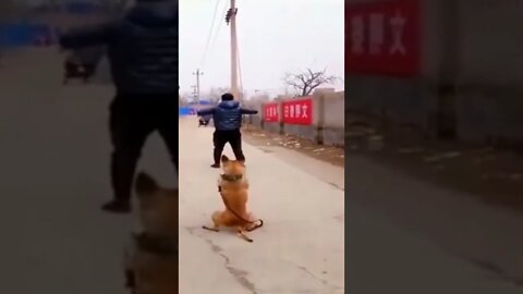 Dog Doing Exercise😉 #Bantasticfun #ytshorts #dogexercise #funny #Comedy #gags #entertainment #viral