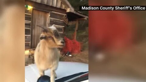 Check This Out: Goats ignore Alabama deputy's warning