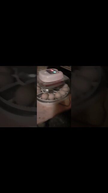 Ducks in da Incubator; fingers crossed