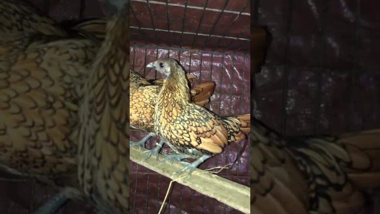 Welcoming gold sebrights to our home