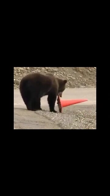 Responsible bear picks up fallen traffic cone #shorts #shortsfeed #clips #shortvideo