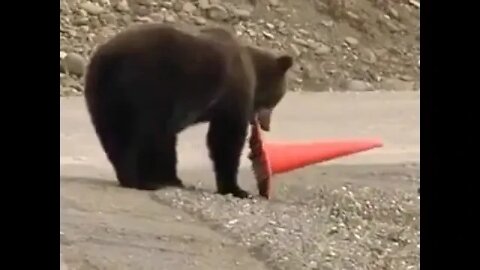 Responsible bear picks up fallen traffic cone #shorts #shortsfeed #clips #shortvideo