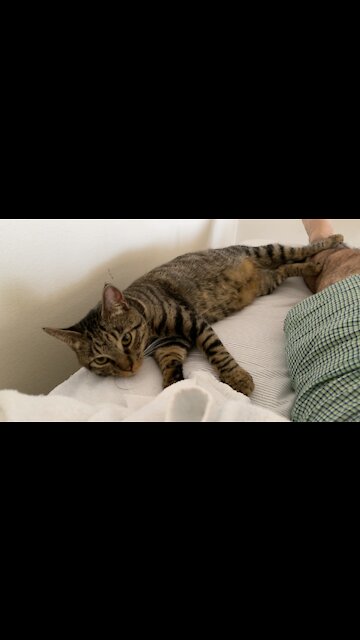 Toyger looking child