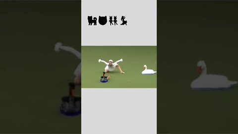 Elegant swan dog show 🦢🐕