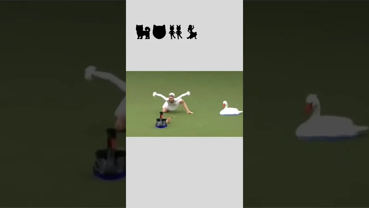 Elegant swan dog show 🦢🐕