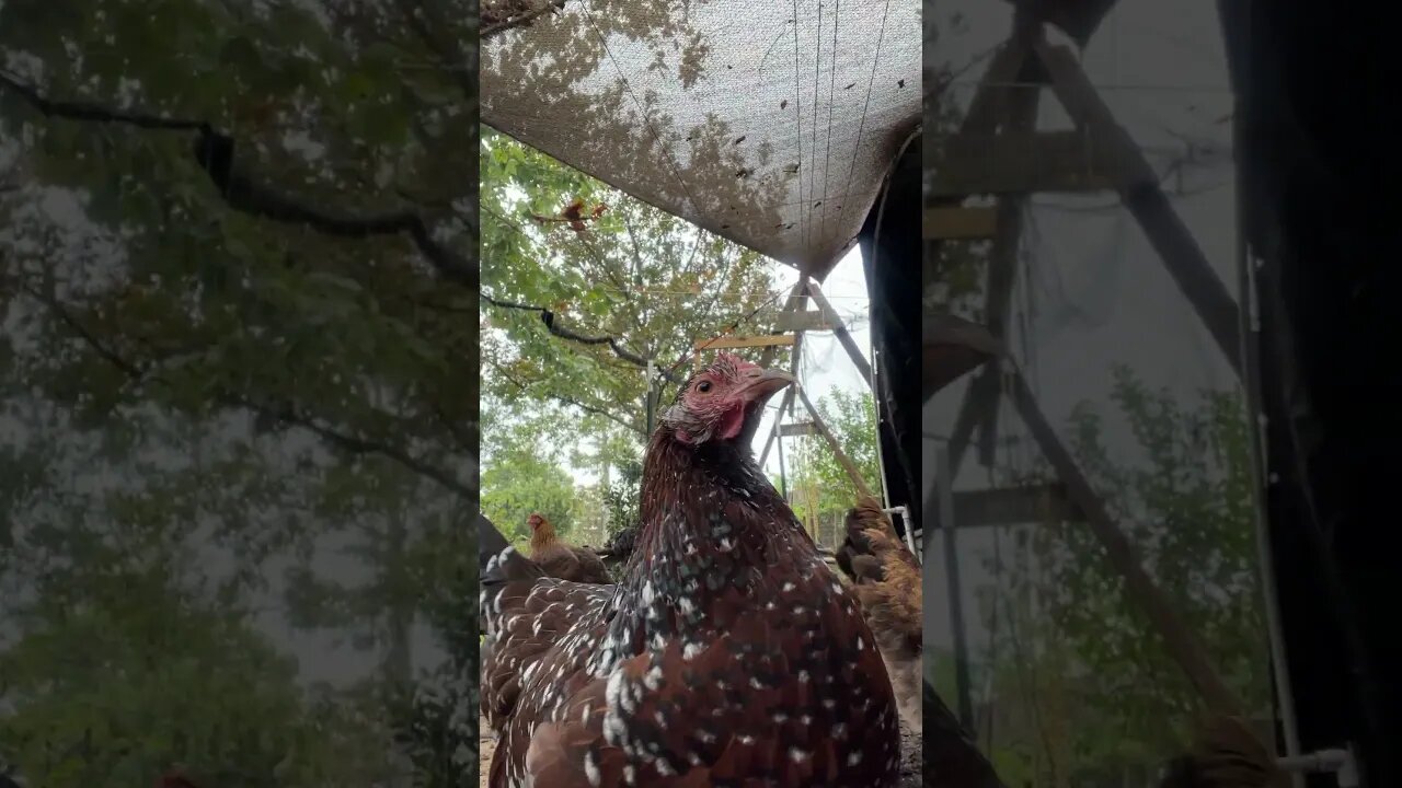 Who's That?? Chicken Selfie!