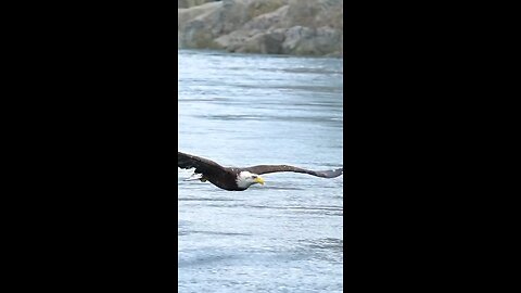 Eagle Hunting fish