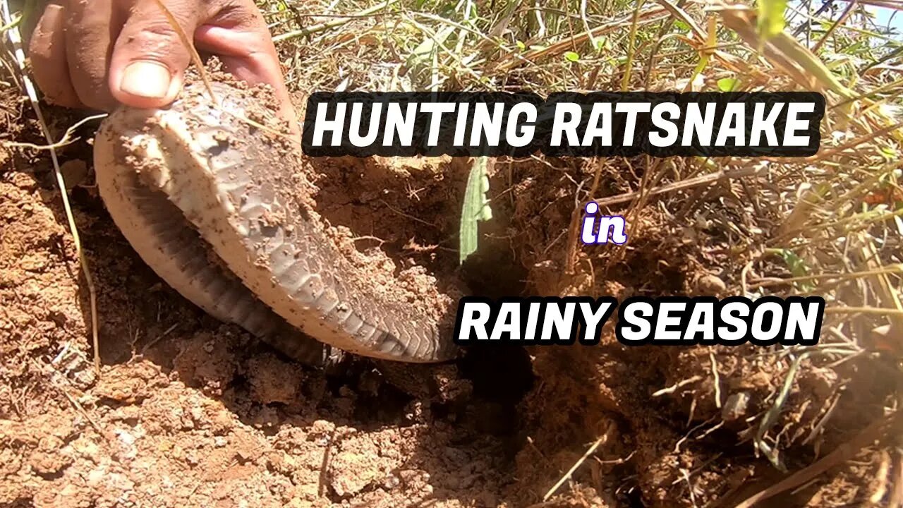 Hunting ratsnake or ptyas mucosa snake in rainy season