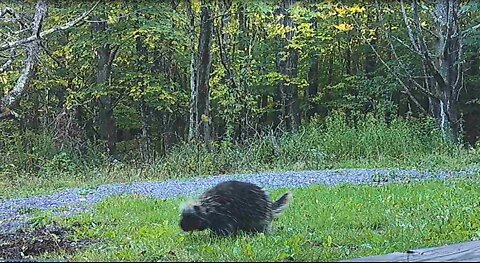 Big porcupine