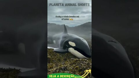 AJUDANDO A BALEIA #shorts #planetaanimalshorts #animals