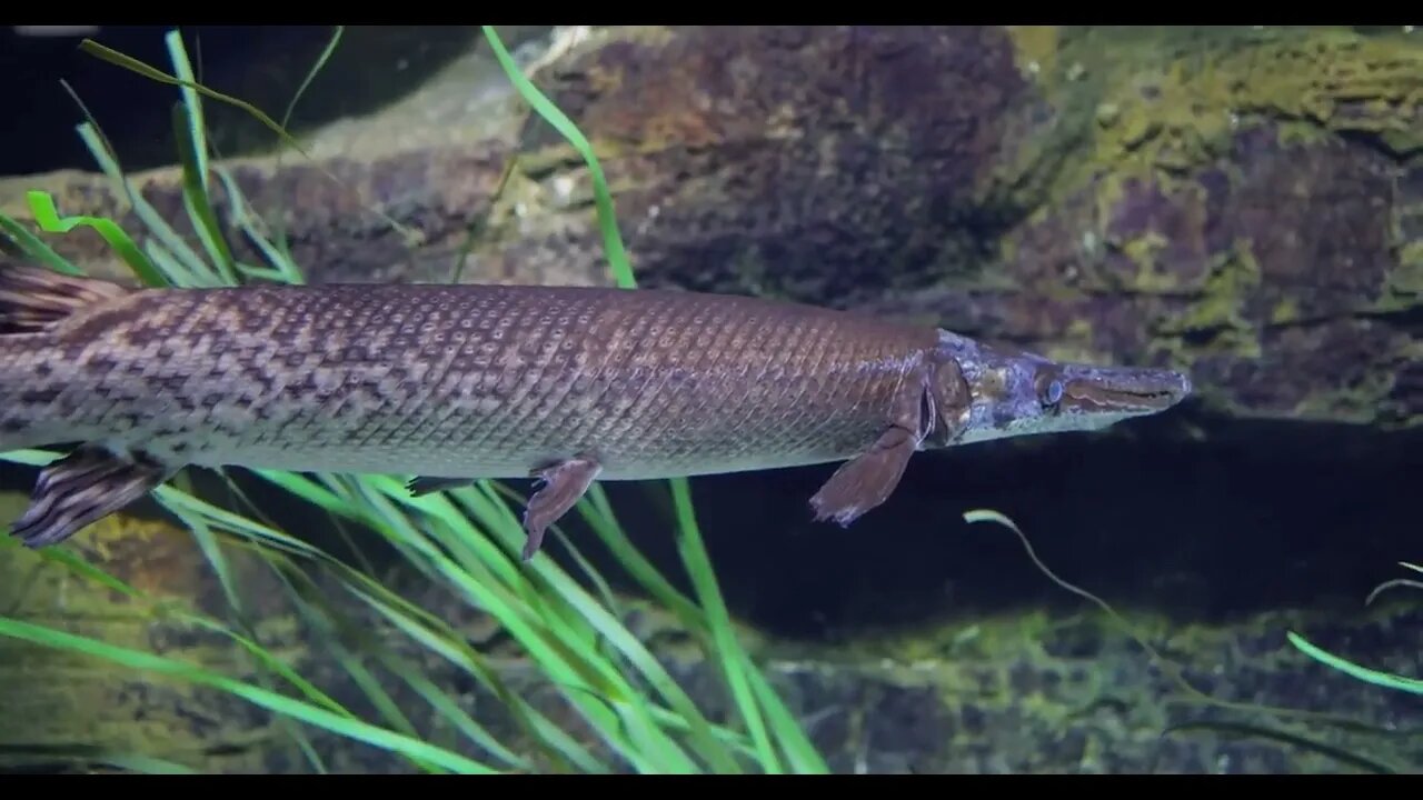 Fish longnose gar Lepisosteus osseus, also known as longnose garpike, and billy gar, is a ray finned