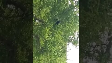 புது விலங்கு