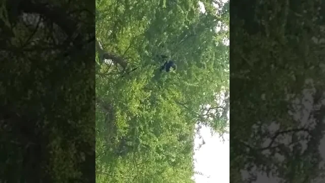 புது விலங்கு