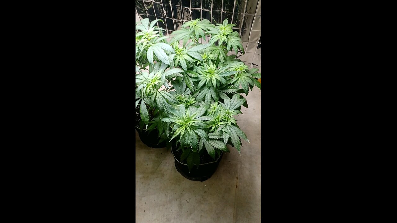 autoflowers got tall fast